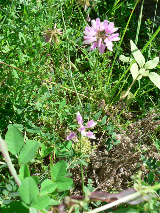 Securigera varia Lassus (=Coronilla varia)