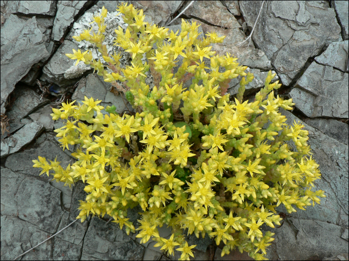 Sedum acre L.