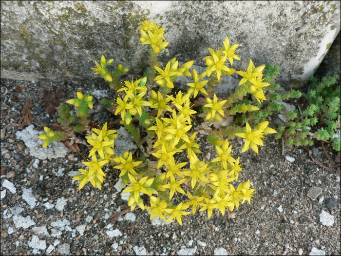 Sedum acre L.