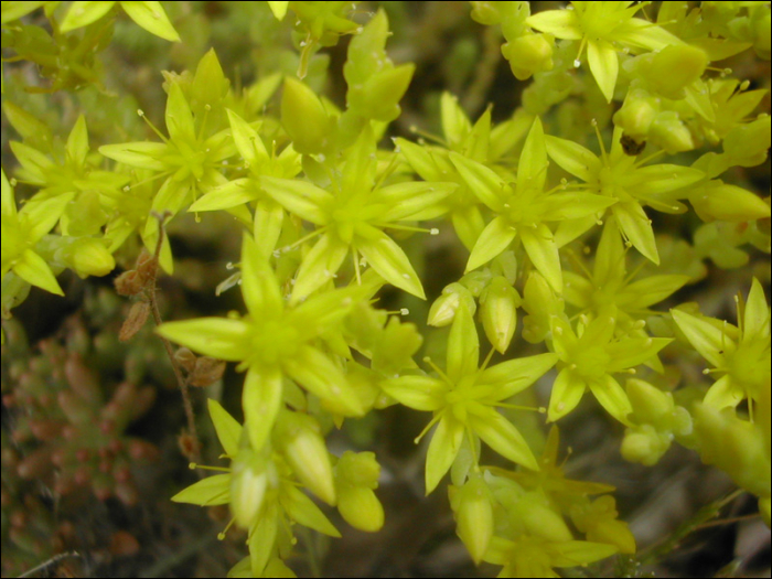 Sedum acre L.