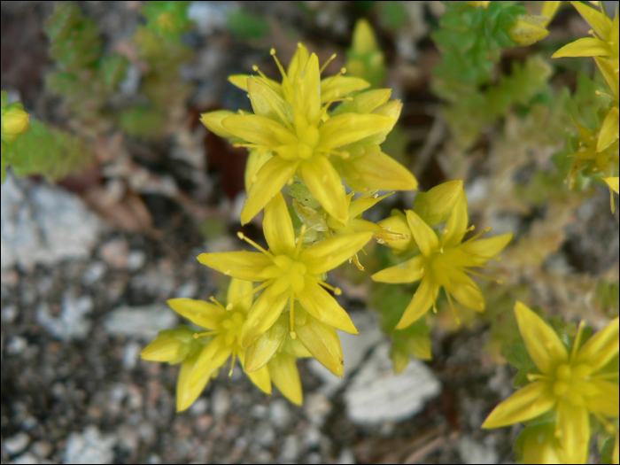 Sedum acre L.