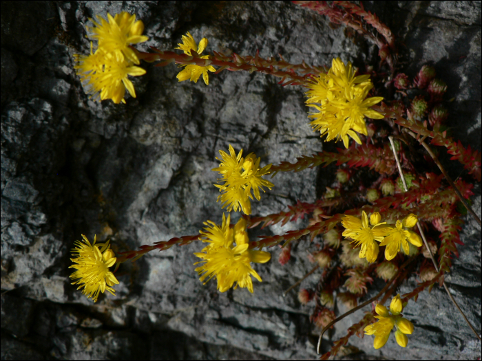 Sedum acre L.