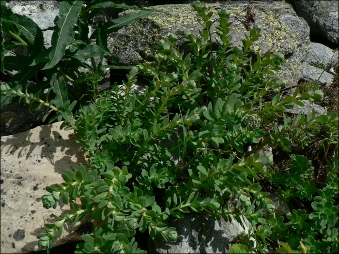 Sedum anacampseros