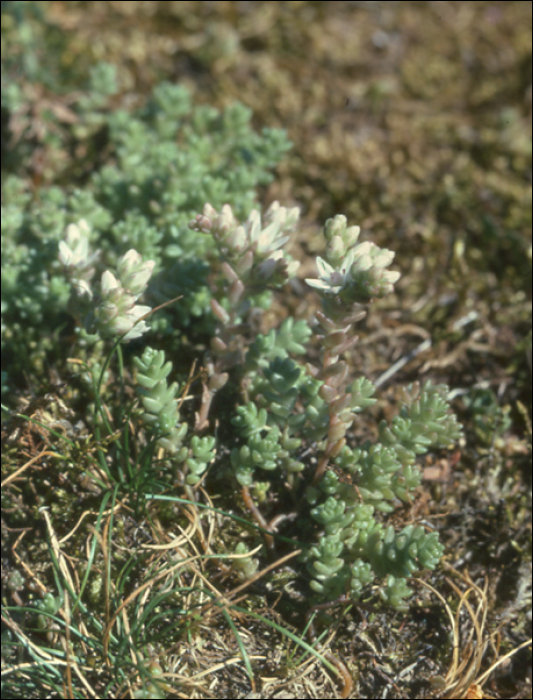 Sedum anglicum Hudson