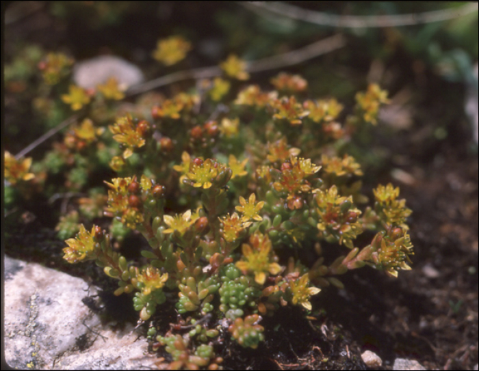 Sedum atratum L.