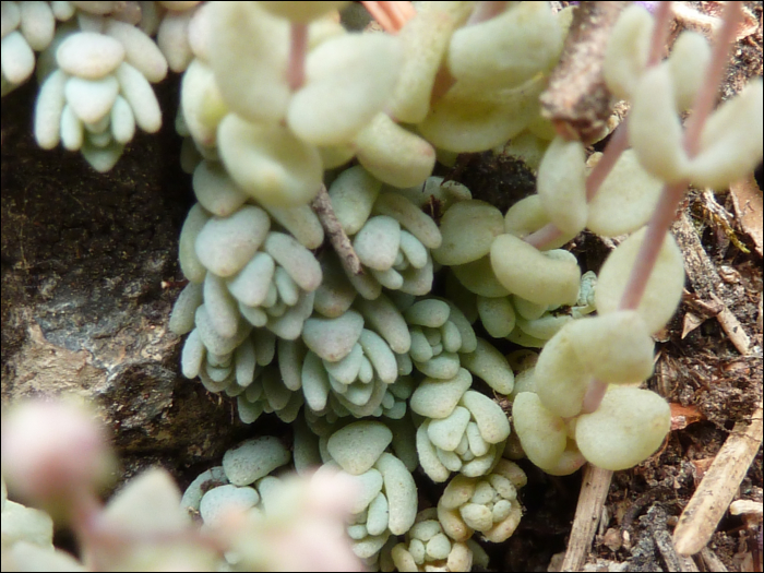 Sedum dasyphyllum L.