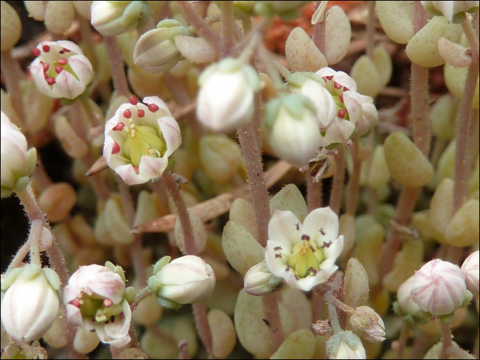 Sedum dasyphyllum L.