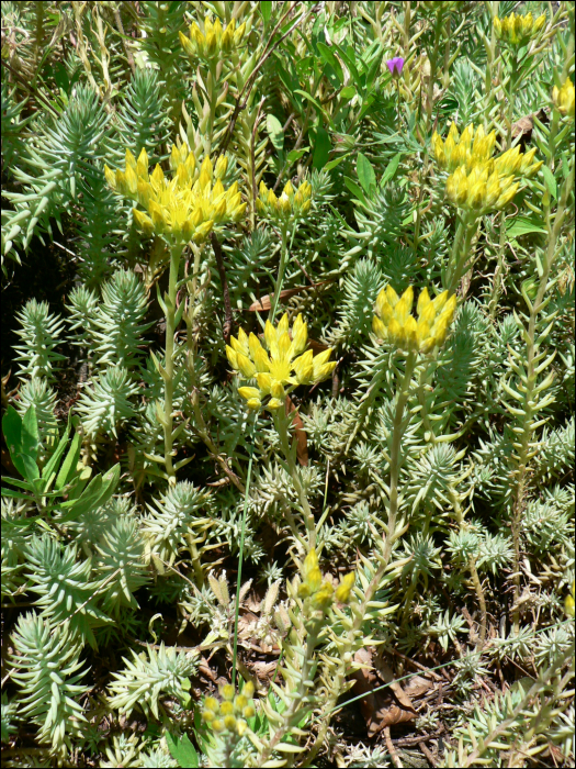 Sedum montanum