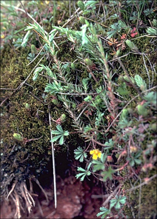 Sedum rupestre L. (=Sedum reflexum)