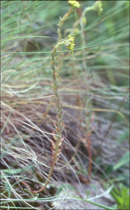 Sedum rupestre L. (=Sedum reflexum)