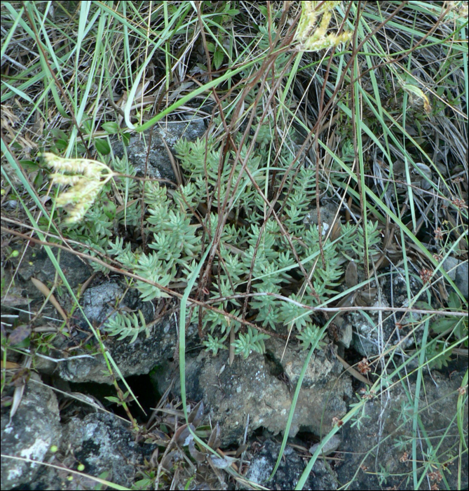 Sedum rupestre L. (=Sedum reflexum)