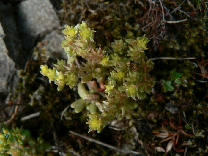 Sedum rupestre L. (=Sedum reflexum)
