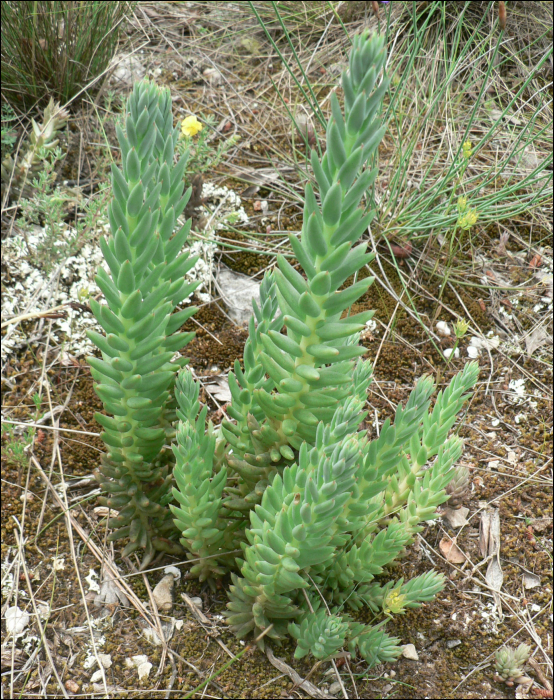 Sedum sediforme