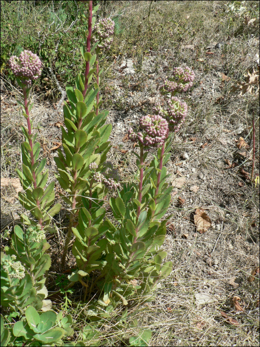 Sedum telephium Schuiz