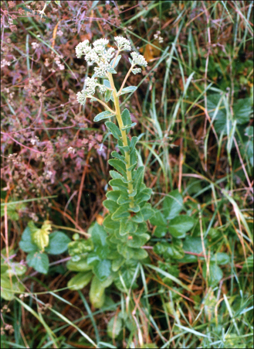 Sedum telephium Schuiz