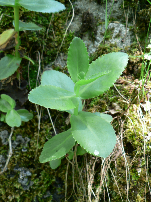 Sedum telephium Schuiz