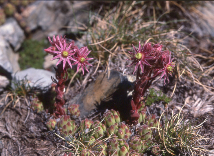 Sempervivum alpinum