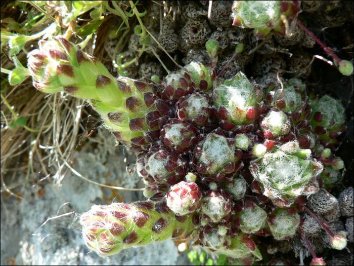 Sempervivum arachnoïdeum L.