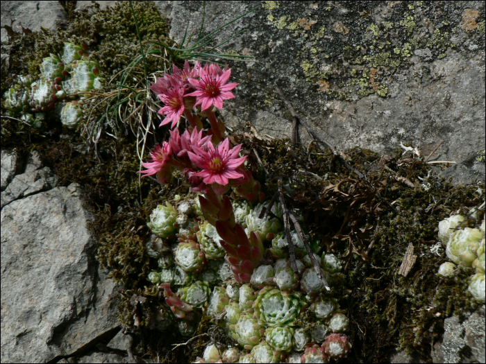 Sempervivum arachnoïdeum L.