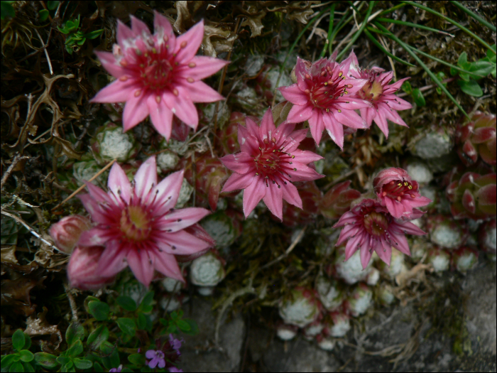 Sempervivum arachnoïdeum L.