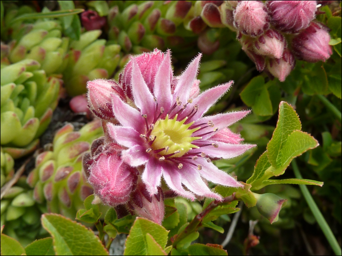 Sempervivum montanum