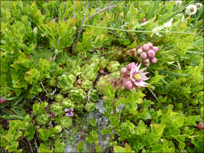 Sempervivum montanum