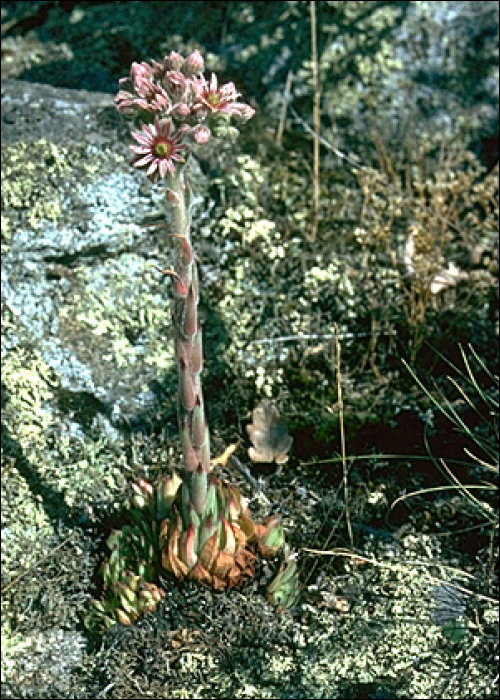 Sempervivum tectorum L.