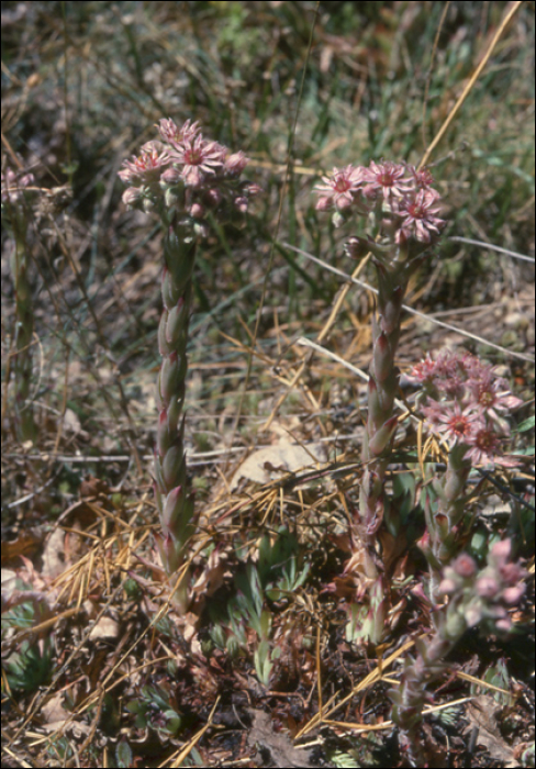 Sempervivum tectorum L.