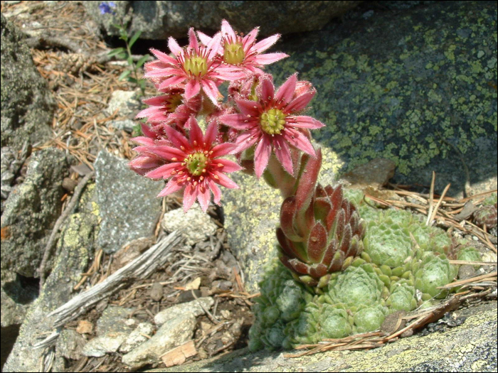 Sempervivum tectorum L.