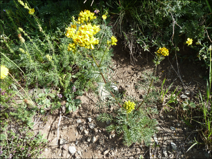 Senecio adonidifolius Lois.