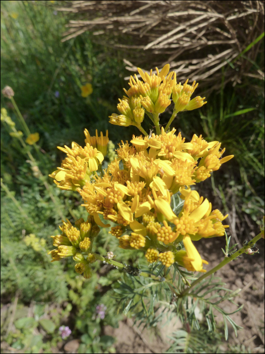 Senecio adonidifolius Lois.