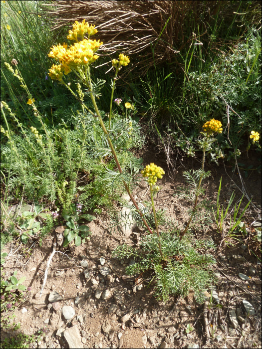 Senecio adonidifolius Lois.