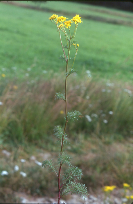 Senecio adonidifolius Lois.