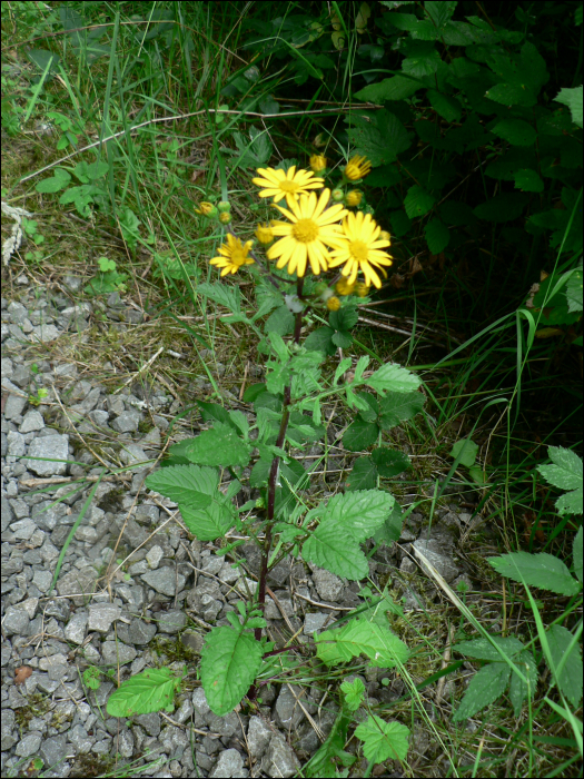 Senecio aquaticus