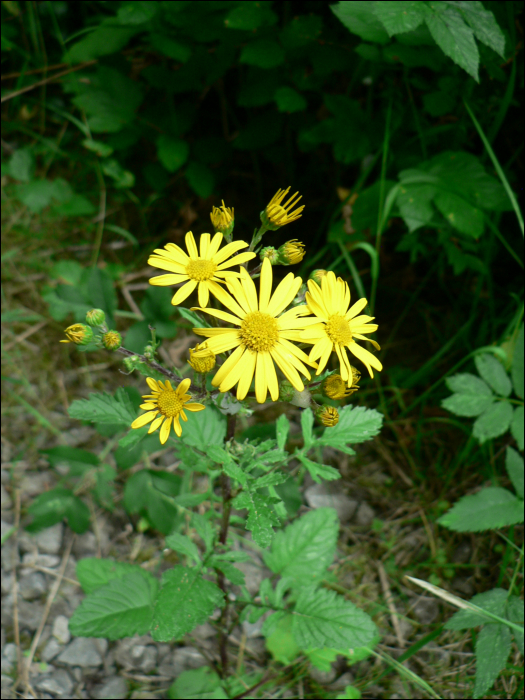 Senecio aquaticus