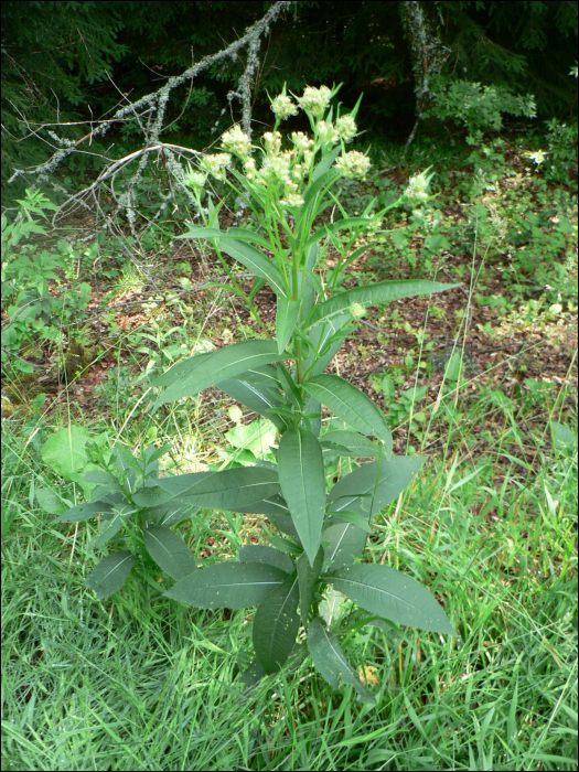 Senecio cacaliaster Lam