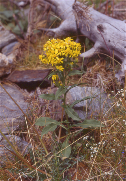 Senecio cordatus Koch. (=Senecio alpinus)