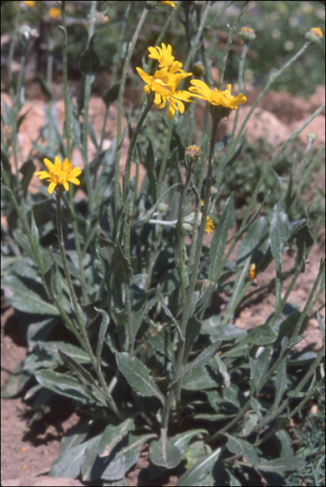 Senecio doronicum L.