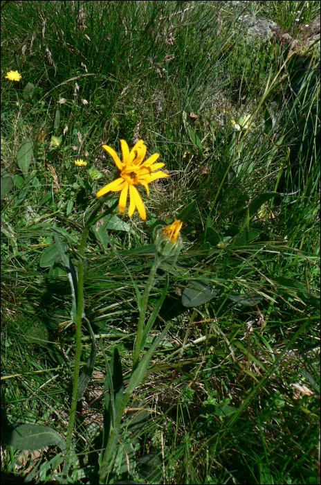 Senecio doronicum L.