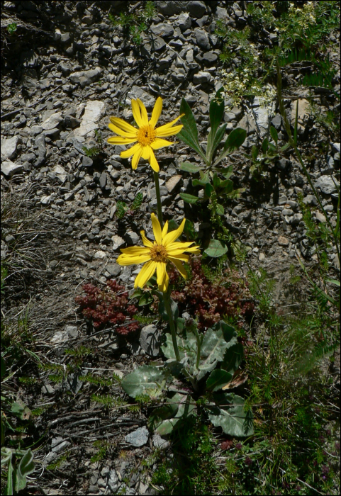 Senecio doronicum L.