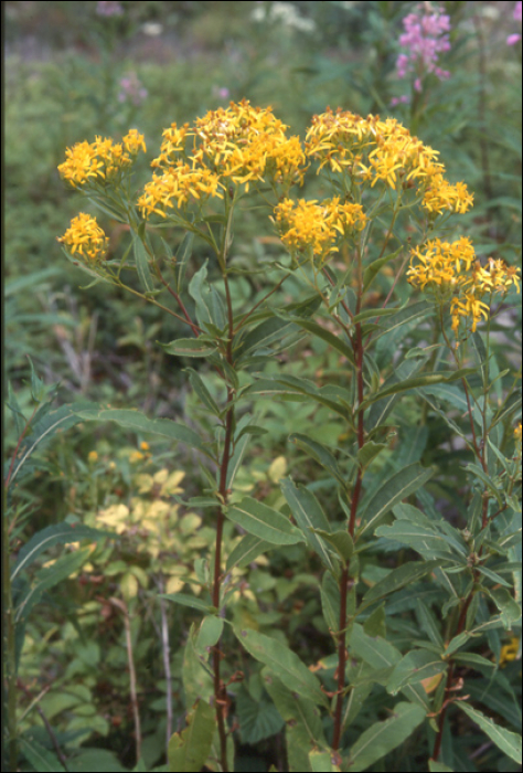 Senecio fuchsii