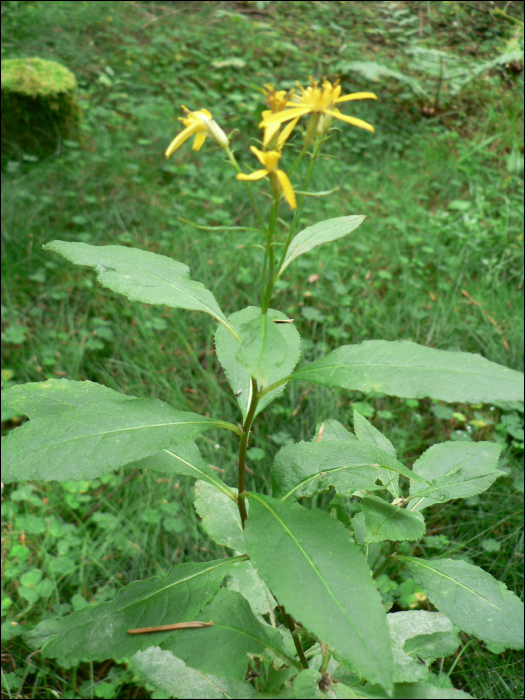 Senecio fuchsii