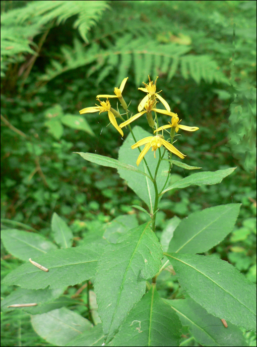 Senecio fuchsii