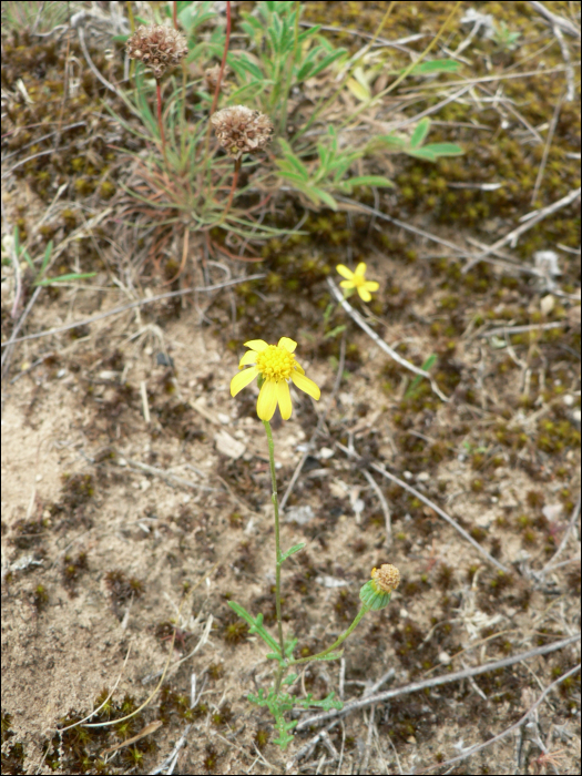 Senecio gallicus