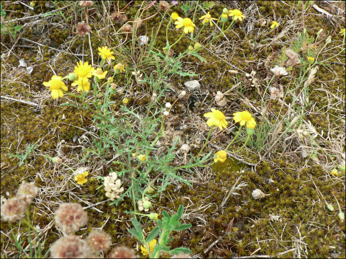 Senecio gallicus