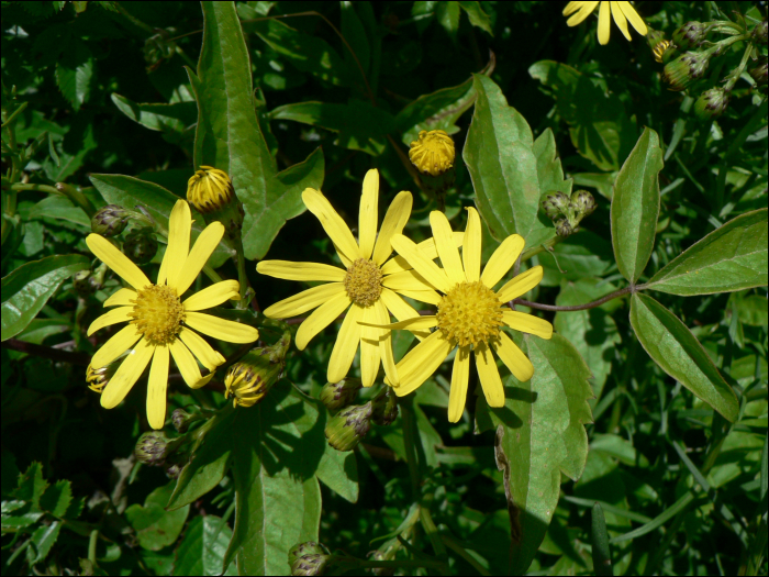 Senecio inaequidens