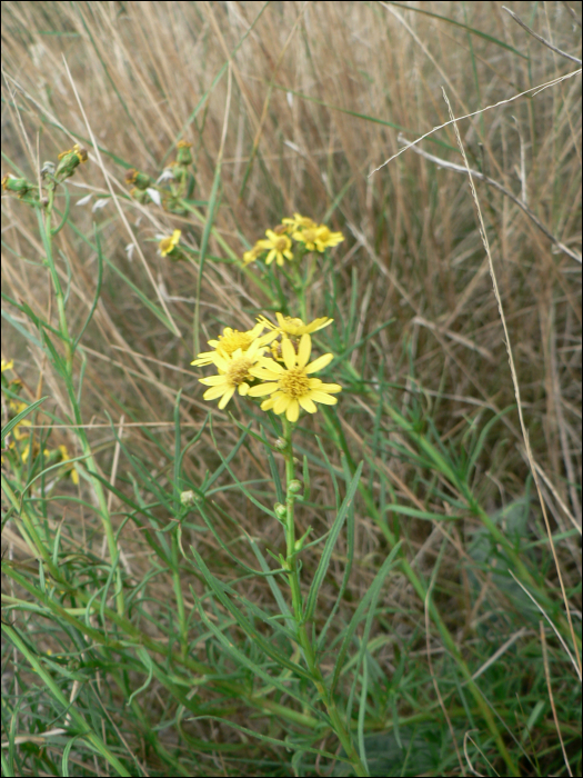 Senecio inaequidens