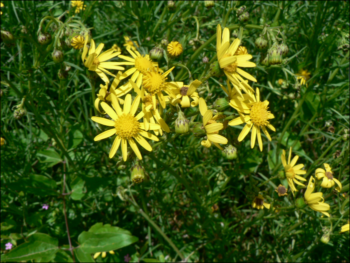 Senecio inaequidens