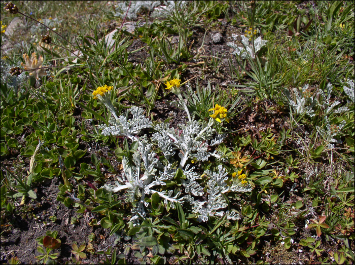 Senecio incanus