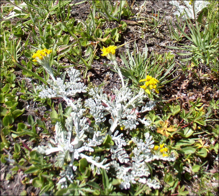 Senecio incanus